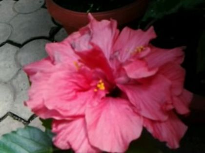 Fotografie1653 - Hibiscusi si Bougainvillea