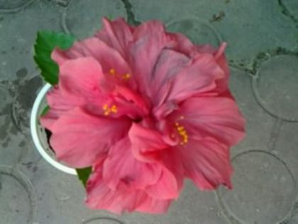 george davis - Hibiscusi si Bougainvillea