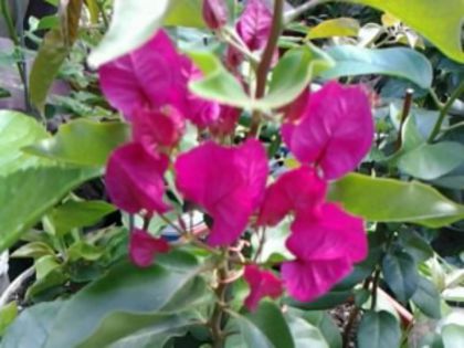 Fotografie1659 - Hibiscusi si Bougainvillea