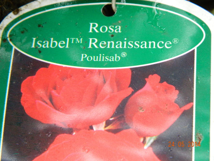 Isabel Renaissance Rose -Poulsen Roser