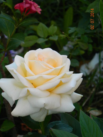 DSCN8472