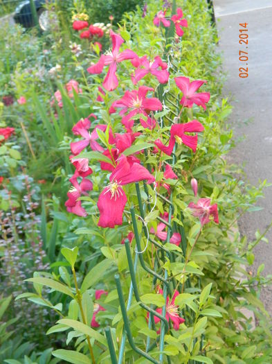 DSCN8473 - Flori 2014