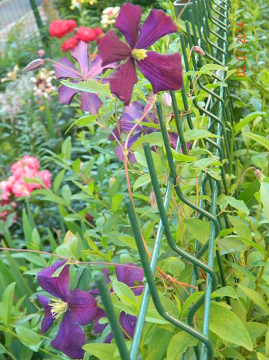 DSCN8474 - Flori 2014