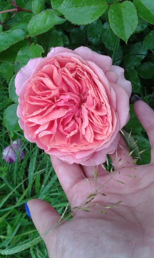 Chippendale Rose -Tantau