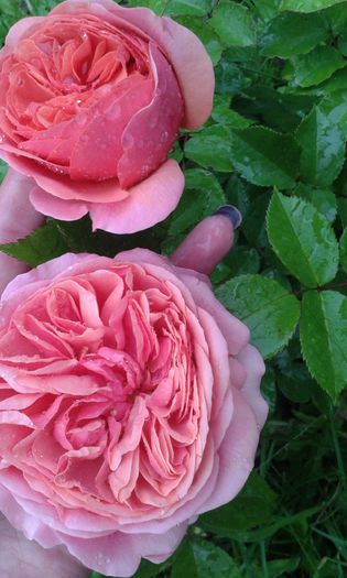 Chippendale Rose -Tantau