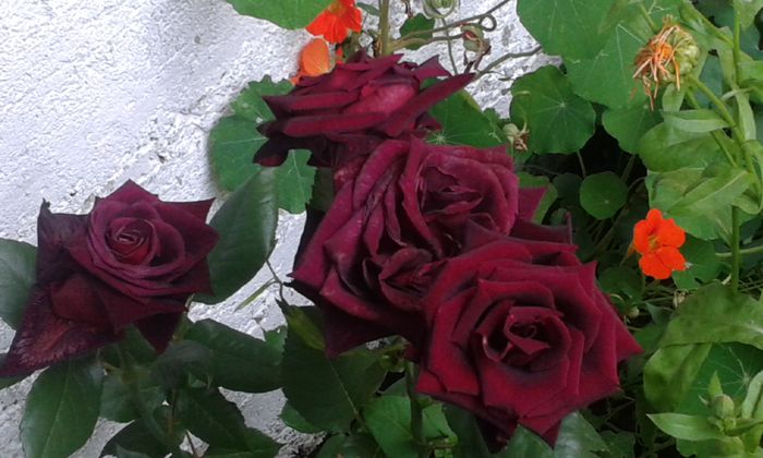 Black Baccara - 0 Primii trandafiri