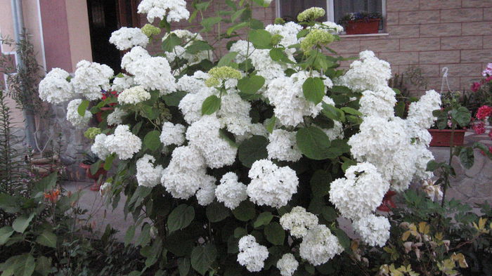 hortensia