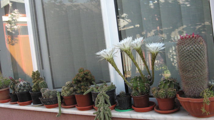 cactusi - casa si gradina 2014