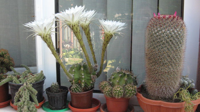 cactusi
