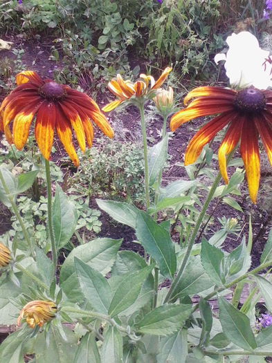 rudbekia - a-a VARA-FLORI-2014