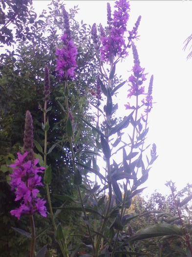 rachitan - a-a VARA-FLORI-2014