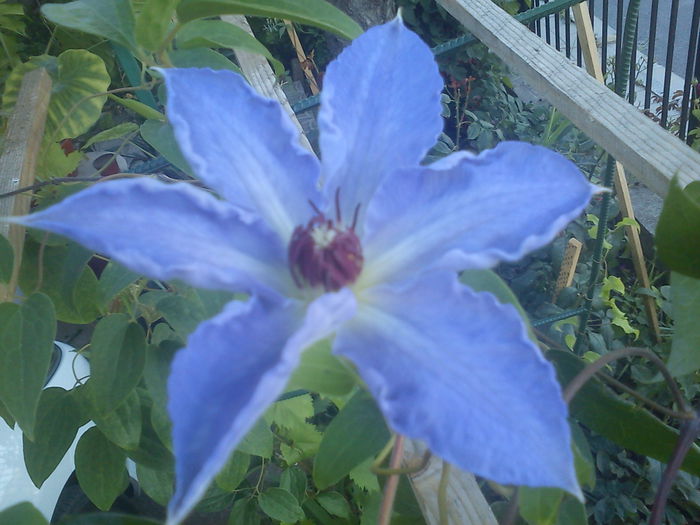 Clematis Laura