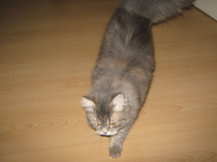 Picture 795 - pisica Amy
