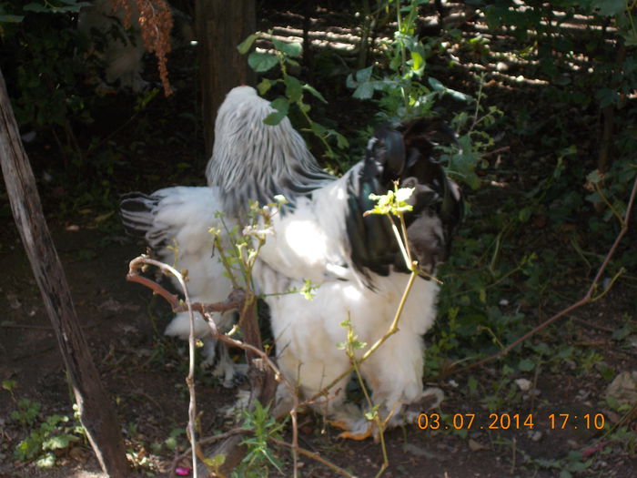DSCN0157 - Tineret 2014