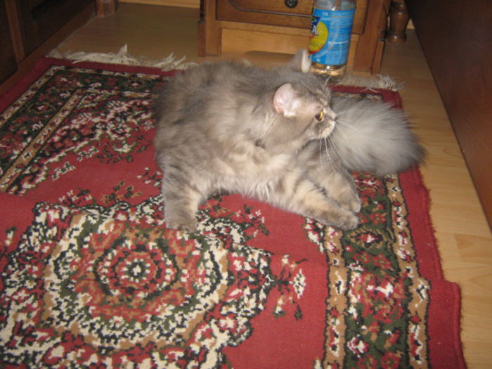 Picture 800 - pisica Amy