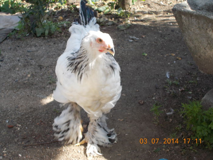 DSCN0160 - Tineret 2014