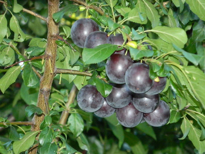 DSCN9897