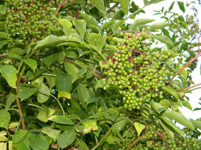 DSCN9899 fructulete soc