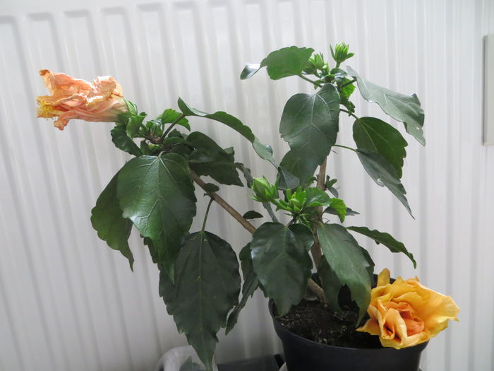 infloresc 2 in 1 simpla/dubla floarea - hibiscus
