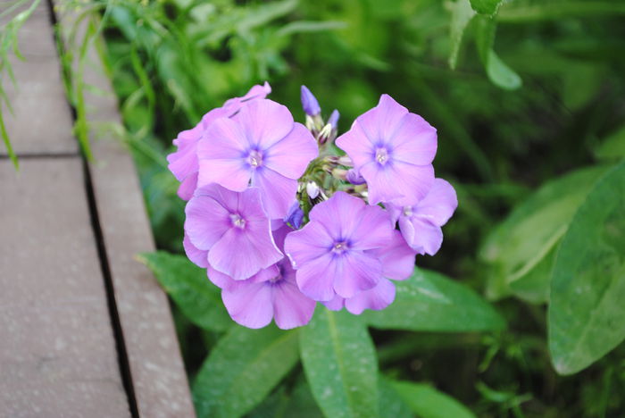 phlox Blue Paradise - yyy 2014 gradina mea