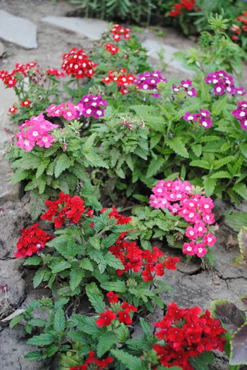 verbina(lantana camara) - yyy 2014 gradina mea