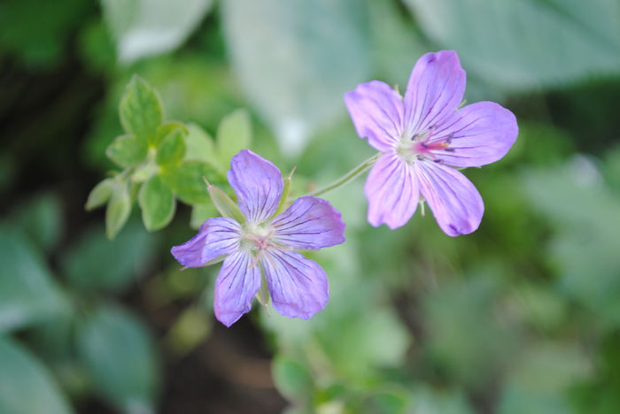 geranium vlassovianum - yyy 2014 gradina mea