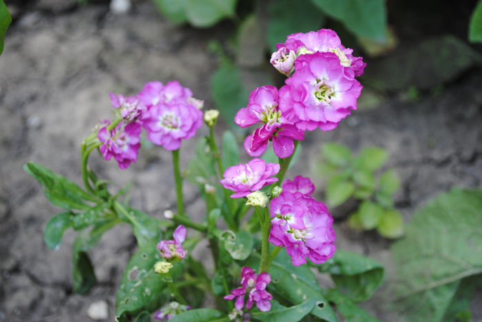 mixandre - yyy 2014 gradina mea