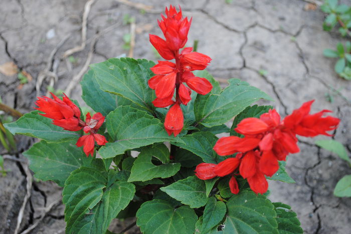 salvia splendens - yyy 2014 gradina mea