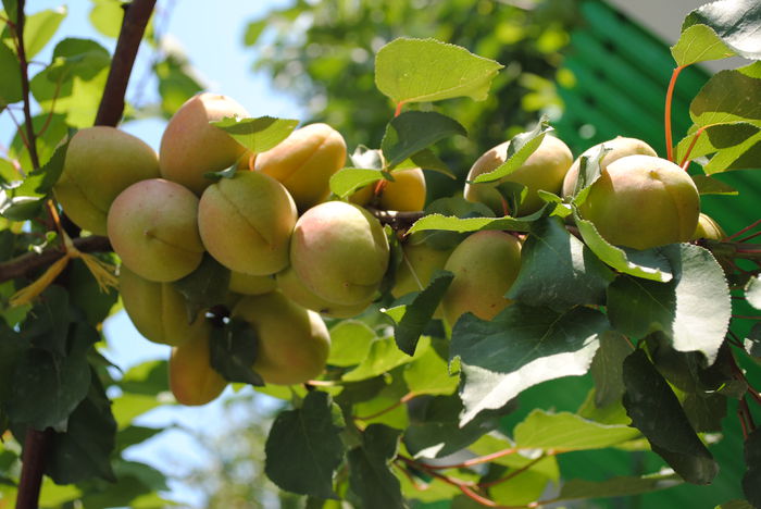 primele caise (soiul Sulmona)