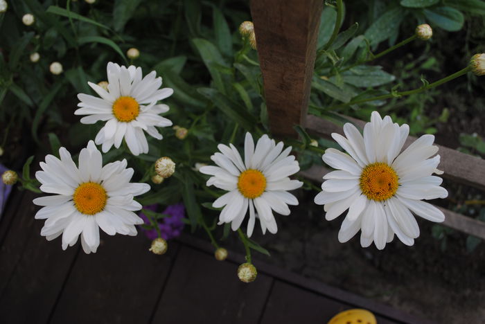 margarete - yyy 2014 gradina mea