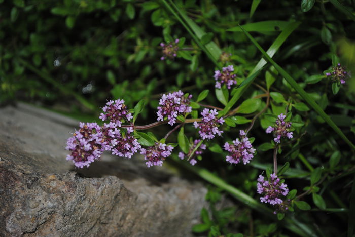 cimbrisor de camp(thymus serphyllum) - yyy 2014 gradina mea