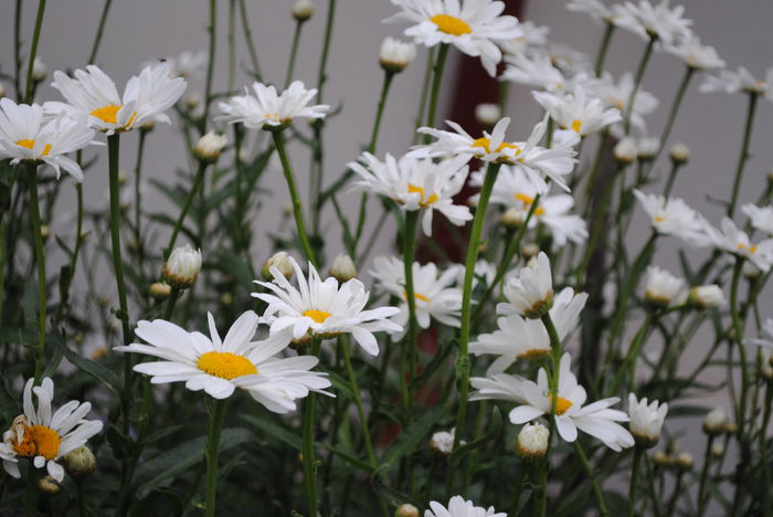 margarete - yyy 2014 gradina mea