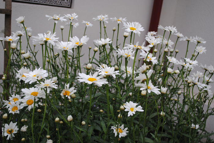  - yyy 2014 gradina mea