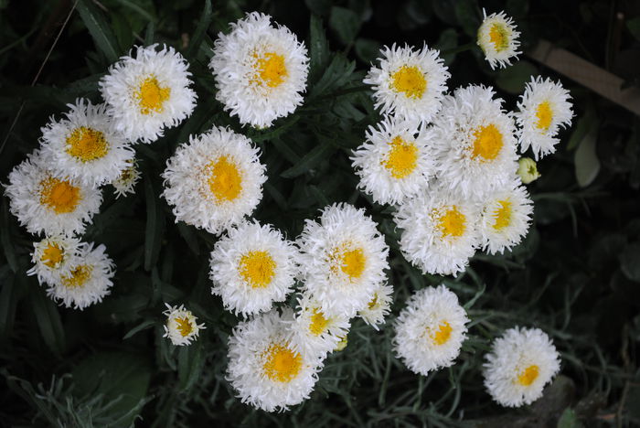 margarete Engelina,4 iulie - yyy 2014 gradina mea