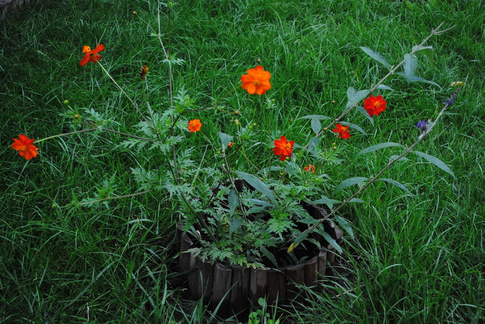 cosmos - yyy 2014 gradina mea