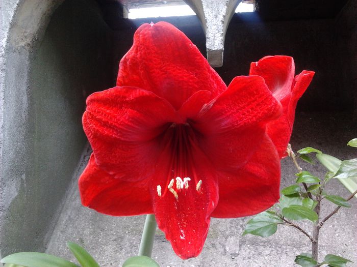 Amaryllis 2014