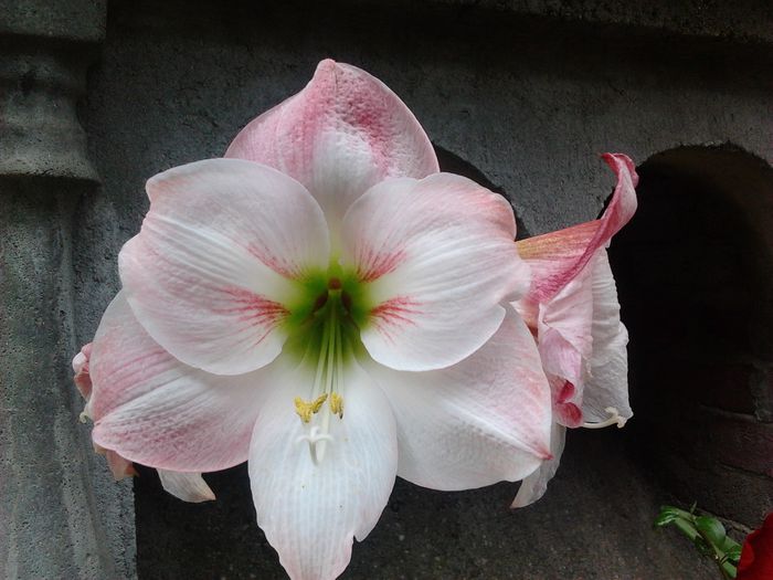 Amaryllis 2014