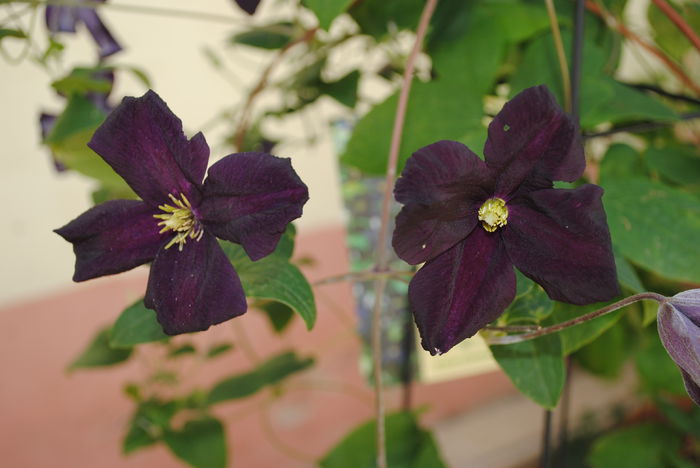 clematis Romantika