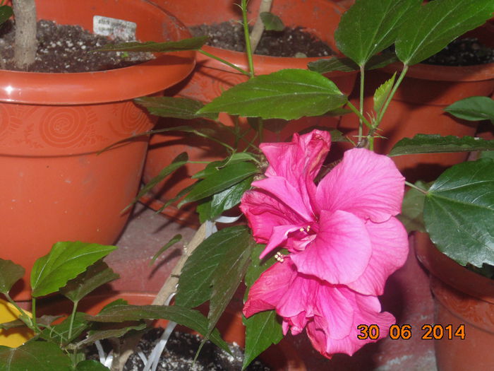 DSC03414 - Curtea si gradina