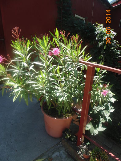 DSC03429 - Florile mele 2