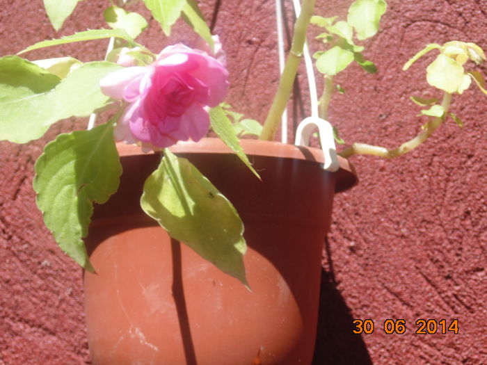 DSC03435 - Florile mele 2