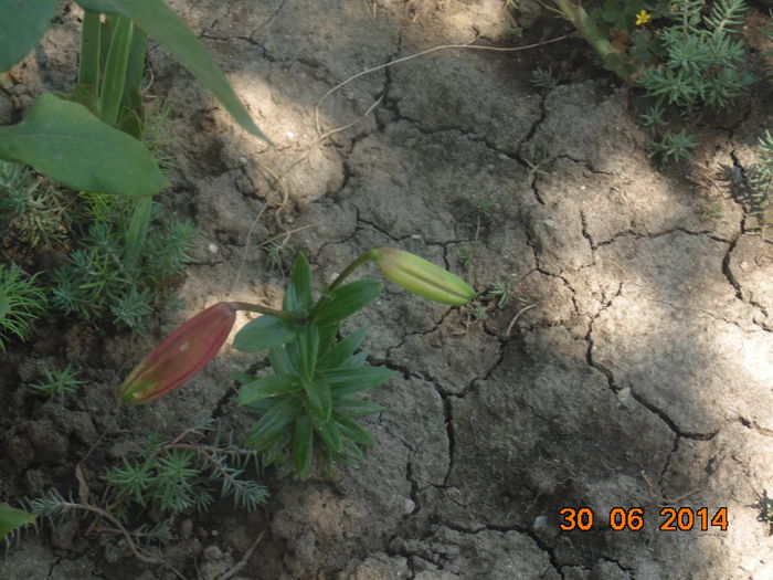 DSC03455 - Curtea si gradina