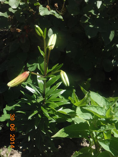 DSC03459 - Curtea si gradina