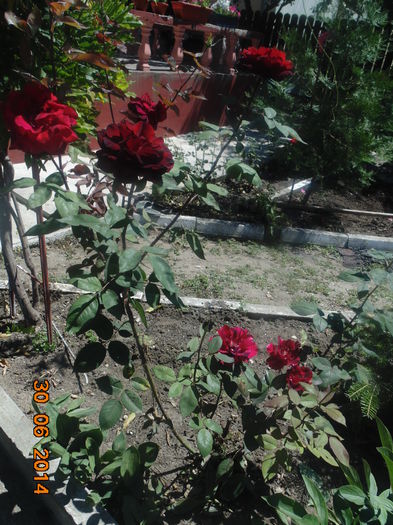 DSC03460 - Curtea si gradina