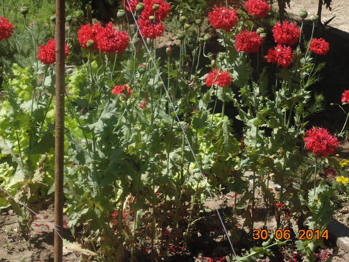 DSC03462 - Curtea si gradina