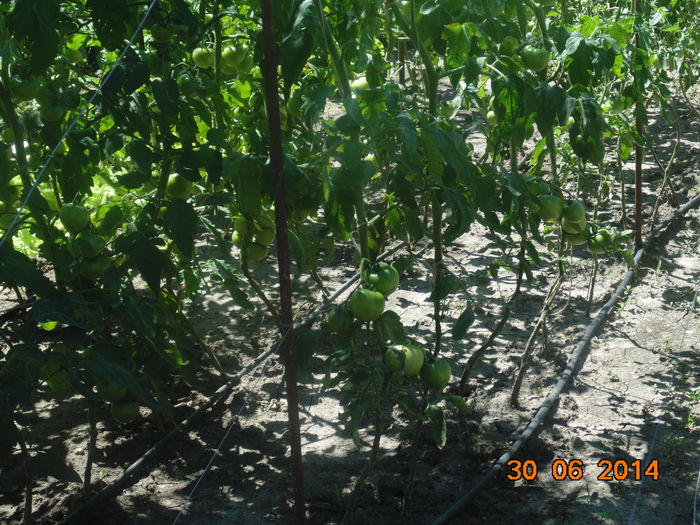 DSC03464 - Curtea si gradina