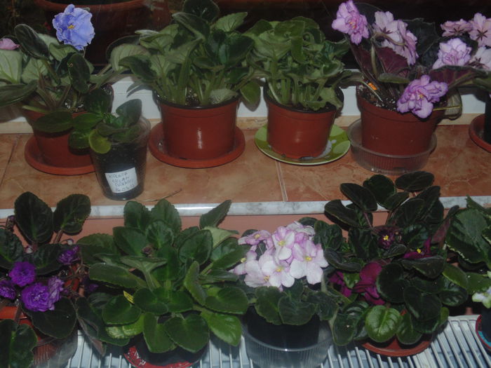 DSC03337 - Florile mele 2
