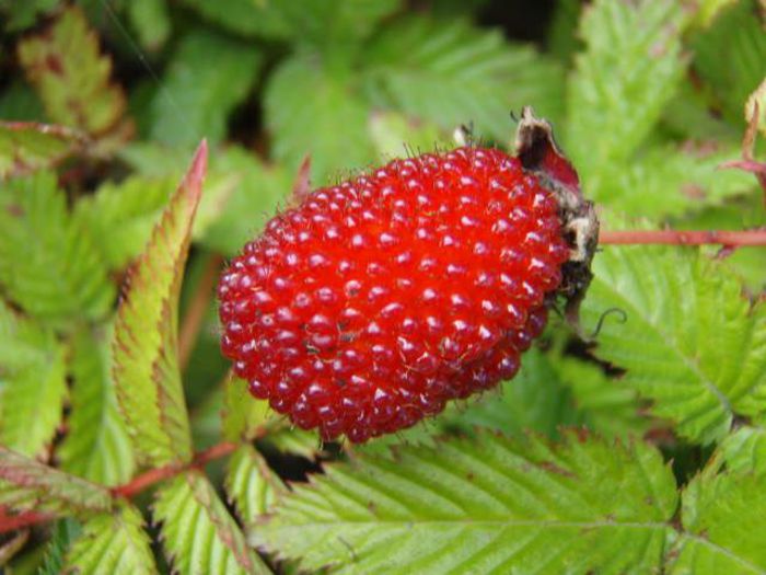 Rubus-illecebrosus-