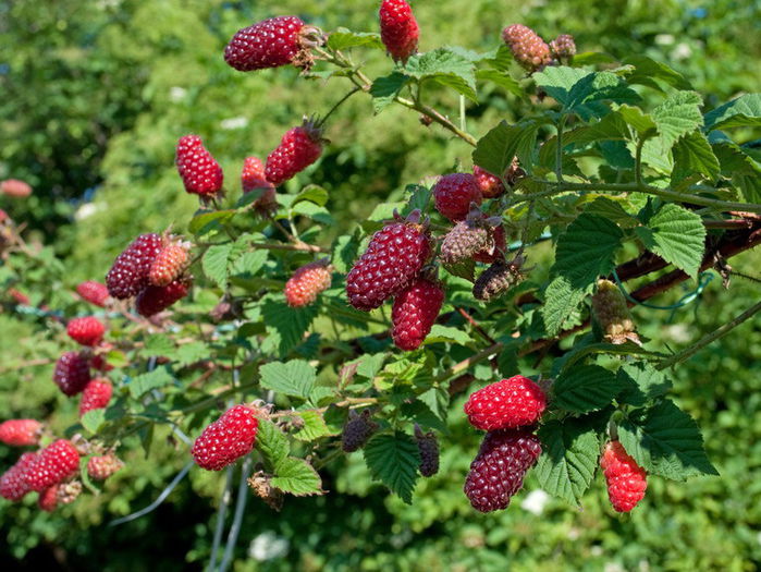 rubus Tayberry-  25