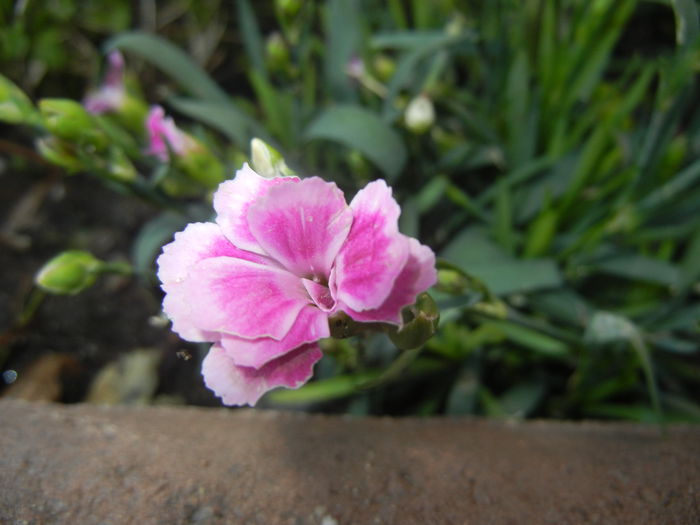 Dianthus Pink Kisses (2014, June 27) - Dianthus Pink Kisses